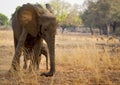 Mother elephant with calf Royalty Free Stock Photo