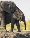 Mother elephant and calf hug Royalty Free Stock Photo