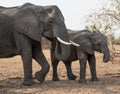 Mother elephant and calf Royalty Free Stock Photo