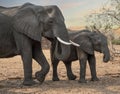 Mother elephant and calf together Royalty Free Stock Photo