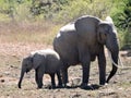 Mother Elephant with Calf Royalty Free Stock Photo