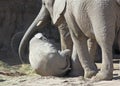 A Mother Elephant Cradles Her Baby with Her Trunk Royalty Free Stock Photo