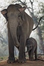 Mother elephant and her calf in the Elephant Breeding Centre, Sa Royalty Free Stock Photo