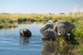 A mother elephant with her child enjoy the fresh water of the okovango river delta in the morning