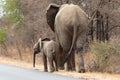 Mother elephant and his baby Royalty Free Stock Photo