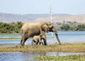 Mother elephant with small baby elephant walks along the shore of the pond Royalty Free Stock Photo