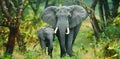 Mother Elephant Standing Protectively Over Her Calf