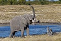 Mother elephant trumpeting by a waterhole in Etosha National Park. Royalty Free Stock Photo