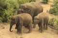 MOTHER ELEPHANT WITH TWO KIDS DOING MUD BATH IN FOREST Royalty Free Stock Photo