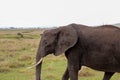 mother elephant walks alone with her family in the background in African