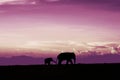 A mother elephant walks with her young cub.