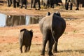 Mother Elephant with Young One