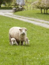 A mother ewe sheep with baby lambs nursing in Spring countryside, Upper Moutere, South Island, New Zealand Royalty Free Stock Photo