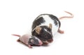 Mother fancy mouse cuddling her six days old baby - Mus musculus domestica Royalty Free Stock Photo