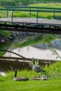 Mother and father Canadian Geese with clutch of goslings under a bridge on Elmwood Golf Course in Swift Current, SK