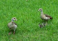 Mother and Father Egyptian Geese Keep Close Watch on Babies Royalty Free Stock Photo