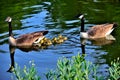 Mother And Father Goose 3 Royalty Free Stock Photo