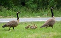 Mother and Father Goose with goslings Royalty Free Stock Photo