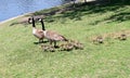 Mother and father goose leading the family down to the water Royalty Free Stock Photo