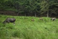 Mother and father moose with three babies pasturing