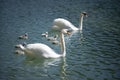 Mother and father swan swim with their baby chick Royalty Free Stock Photo