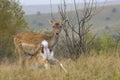 Mother and fawn deer Royalty Free Stock Photo