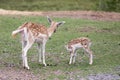 Mother and fawn Fallow Deer. Royalty Free Stock Photo