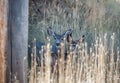 Mother and fawn mule deer Royalty Free Stock Photo