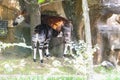 Mother feeding baby okapi Royalty Free Stock Photo