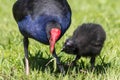 Mother feeding baby Pukeko