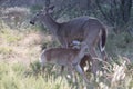 Mother feeding fawns