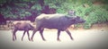 Mother feeding milk baby buffalo Street photography Royalty Free Stock Photo