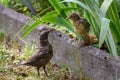 Mother feeds her chick. Common blackbird Royalty Free Stock Photo