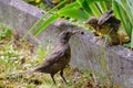 Mother feeds her chick. Common blackbird, Turdus merula. A photo of wild animals in a natural habitat. Photohunting Royalty Free Stock Photo