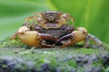 A mother field crab is holding a young to protect it from predators.