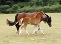 Mother and foal