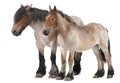 Mother and foal Belgian horse Royalty Free Stock Photo