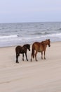 Mother and foal strolling on Corolla beach 2