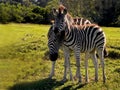 Mother & foal Zebra's1
