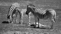 Mother and foal zebras Royalty Free Stock Photo