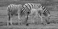 Mother and foal zebras are several species of African equids