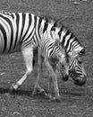 Mother and foal zebras Royalty Free Stock Photo