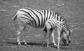 Mother and foal zebras Royalty Free Stock Photo