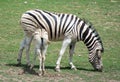 Mother and foal zebras Royalty Free Stock Photo