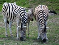 Mother and foal zebras