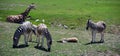 Mother and foal zebras