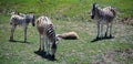 Mother and foal zebras Royalty Free Stock Photo