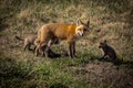 Mother fox and kits in the wild Royalty Free Stock Photo