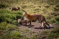 Mother fox and kits in the wild Royalty Free Stock Photo