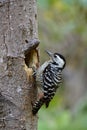 Mother Freckle-breasted woodpecker Dendrocopos macei garding her hole nest on the tree on hot day in Thailand Royalty Free Stock Photo